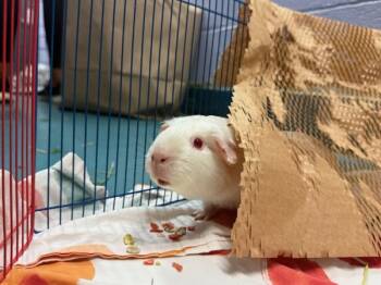 Rescue Guinea Pig Guinea Pigs for Adoption in New York, New York - Mirri | PetCurious